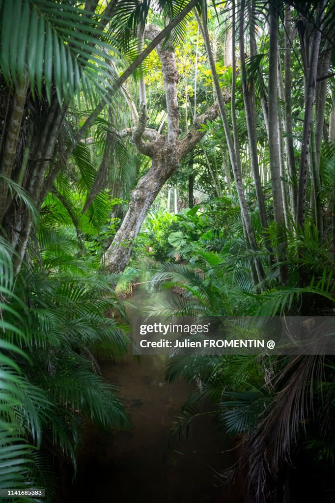 Jardin Botanique Sir Seewoosagur Ramgoolam, Maurice