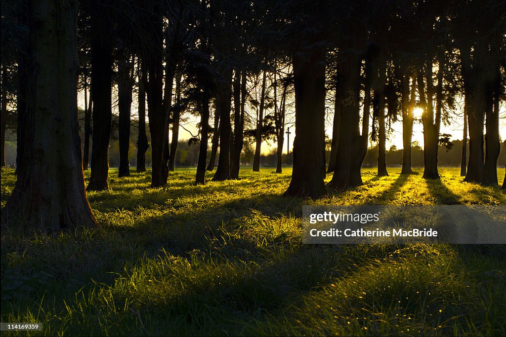 Sunset through in Phoenix Park, Dublin