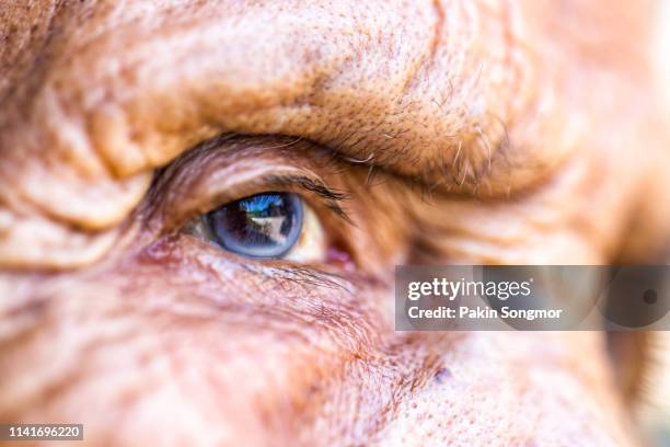 age, vision and old people concept - close up of senior asian woman face and eye - catarata fotografías e imágenes de stock
