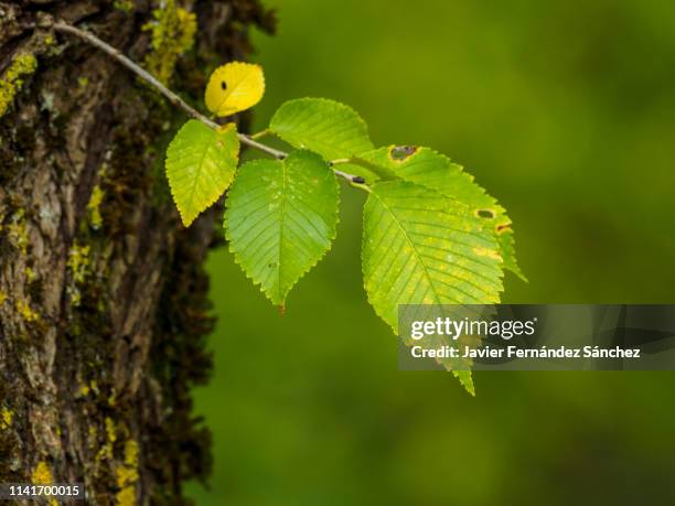 a branch with elm leaves. - alm bildbanksfoton och bilder