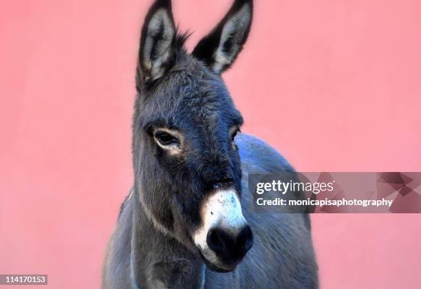 donkey - donkey stock pictures, royalty-free photos & images