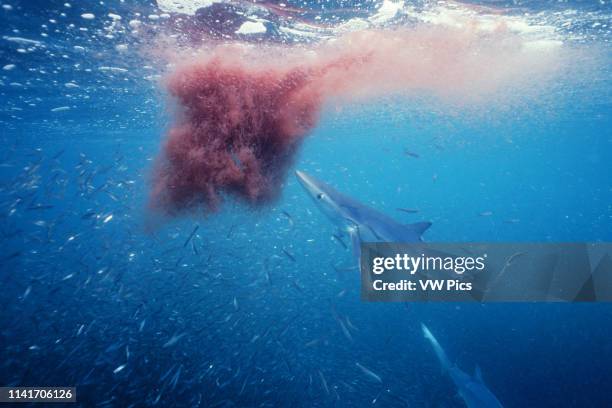 Blue shark, Prionace glauca, is a pelagic species found off both coasts of North America. It swims near the surface and has been known to feed on...