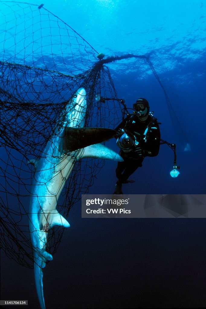 Thresher shark