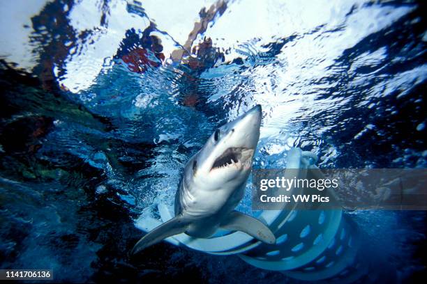 Mako shark, Isurus oxyrinchus, tagging, California, Pacific Ocean.