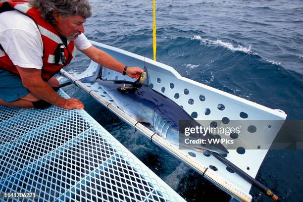 Mako shark, Isurus oxyrinchus, tagging, California, Pacific Ocean.