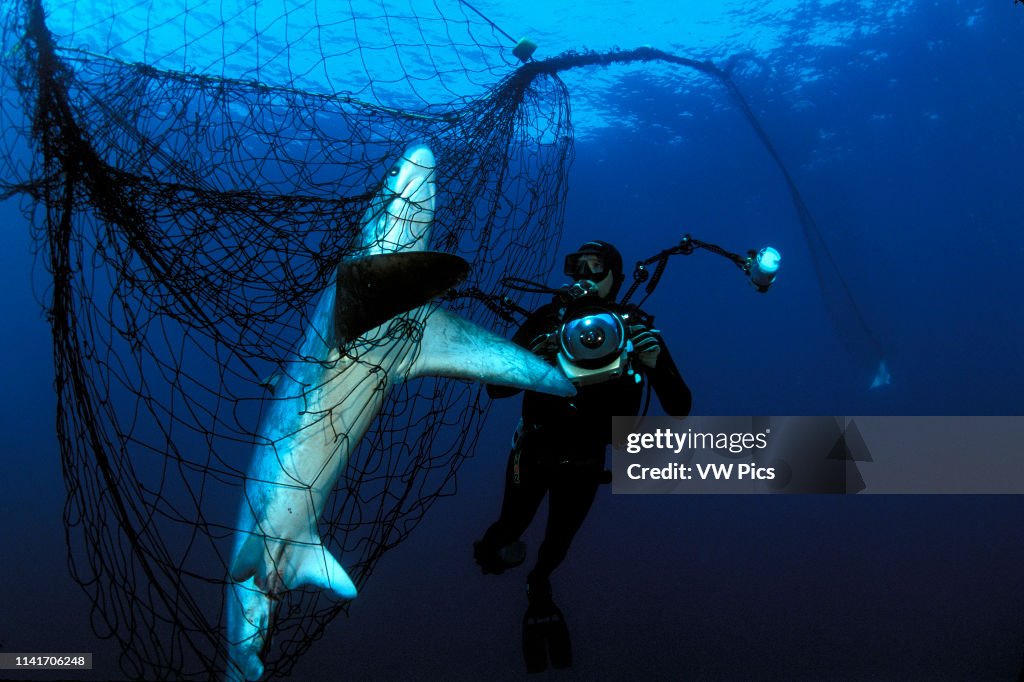 Thresher shark