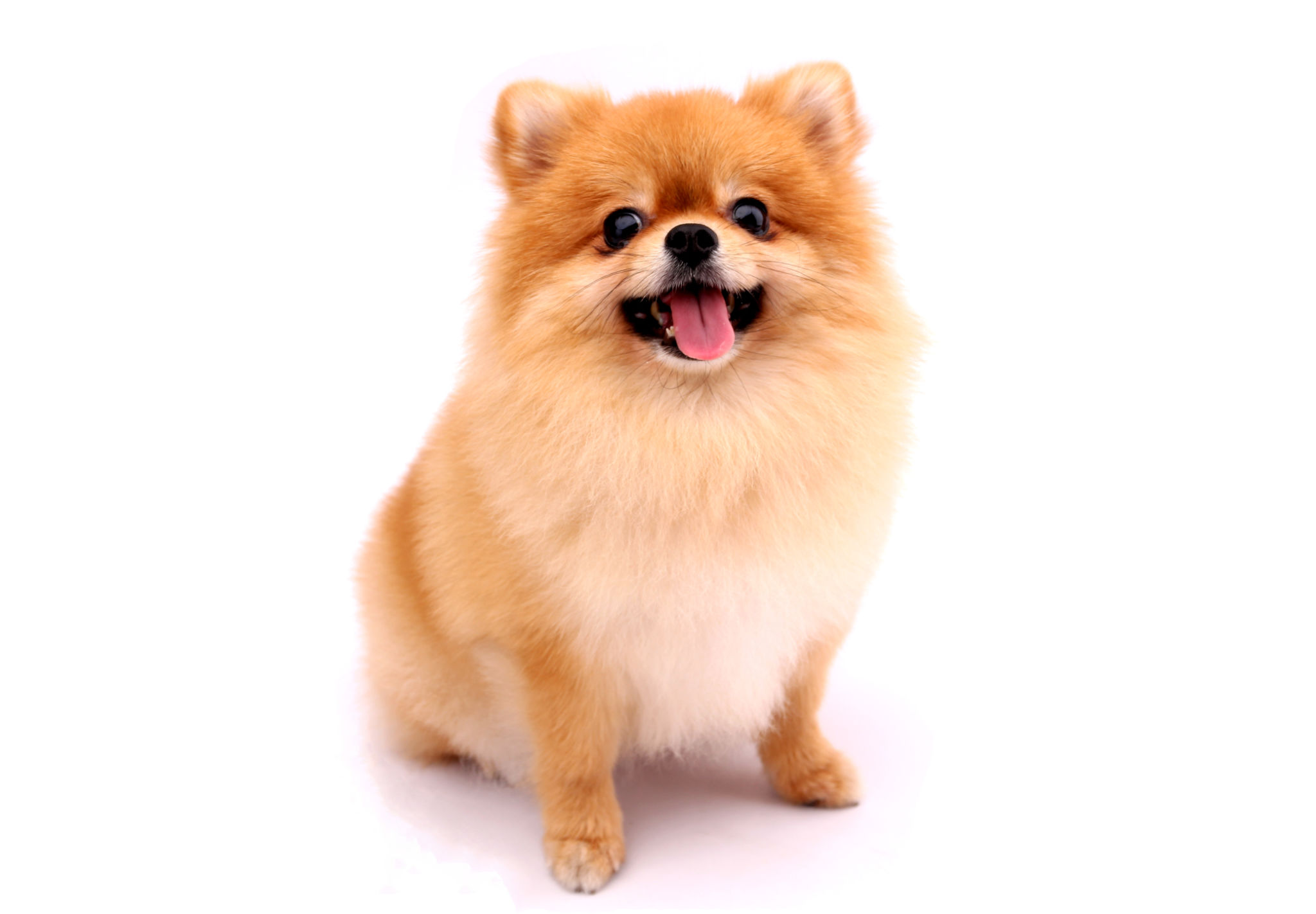 pomeranian dog