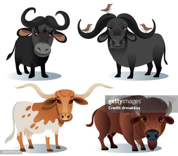 illustrations, cliparts, dessins animés et icônes de bufalo africain et bison et texas longhorn - kérabau