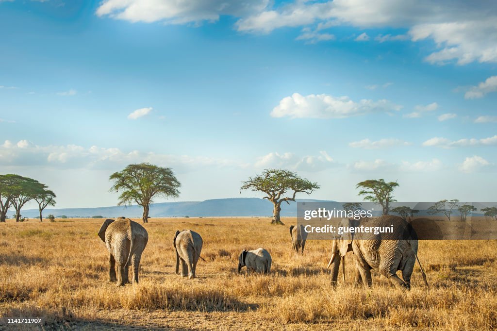 Afrikanische Elefanten in den Ebenen der Serengeti, Tansania