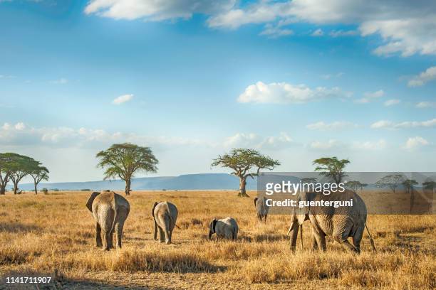 african elephants in the plains of serengeti, tanzania - savannah stock pictures, royalty-free photos & images