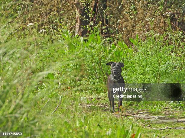 dangerous dog with muzzle - muzzle stock-fotos und bilder