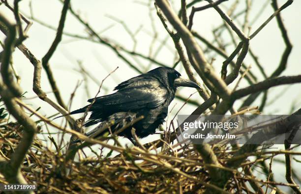 rook on branch (corvus frugilegus) - rook stock pictures, royalty-free photos & images