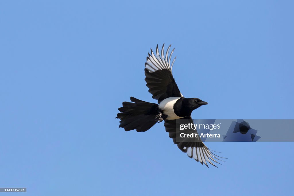Eurasian magpie in flight against blue sky.