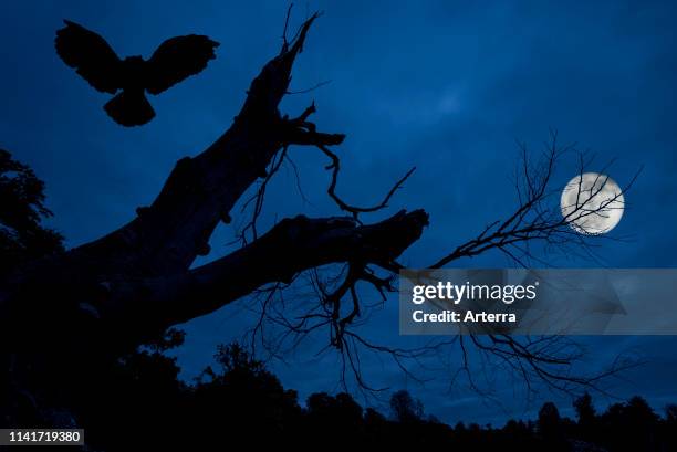 Eagle owl landing in creepy branches and trunk of dead tree silhouetted against blue night sky with full moon over spooky forest.