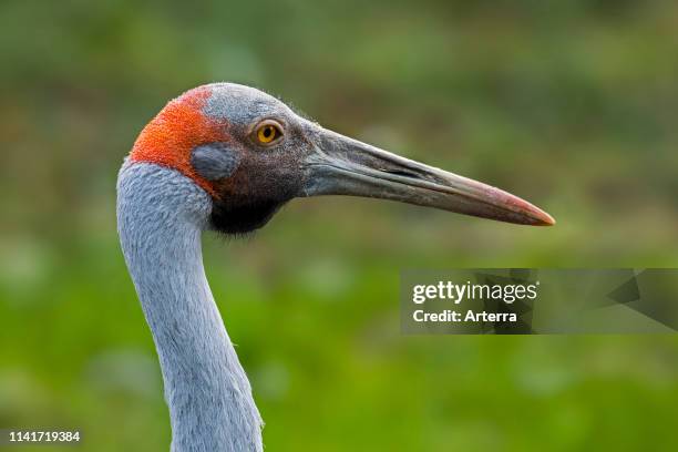 Close up portrait of brolga / native companion / Australian crane native to Australia and New Guinea.