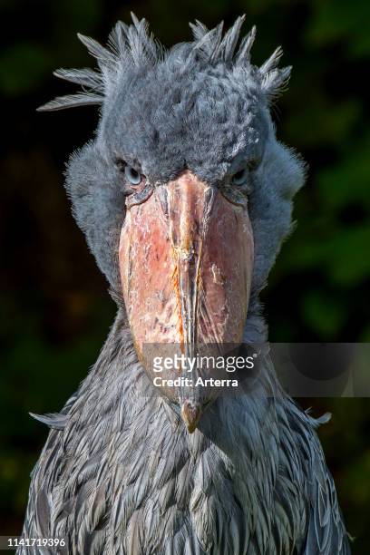 Close up portrait of shoebill / whalehead / shoe-billed stork native to tropical east Africa.