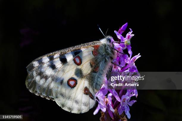 Mountain Apollo butterfly feeding on nectar from flower, native to alpine meadows and pastures of continental European mountains.