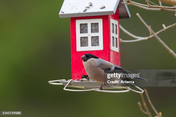 Eurasian bullfinch / common bullfinch female eating sunflower seeds at bird feeder in garden in winter.