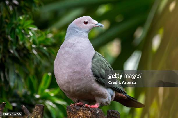 Green imperial pigeon native to tropical forests in southern Asia.