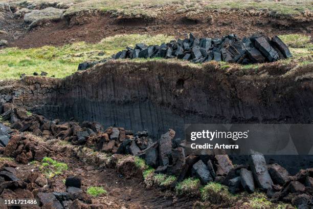 Peat extraction in bog / moorland showing piles of harvested peat drying to be used as traditional fuel, Shetland Islands, Scotland, UK.