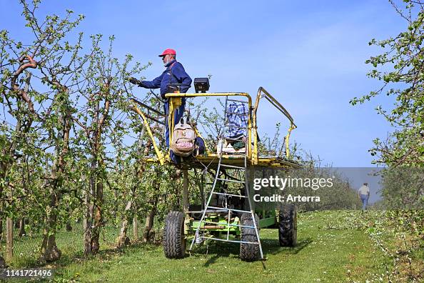 Migrant labourer worker clipping fruit trees with electric pruning shear in apple orchard in spring.