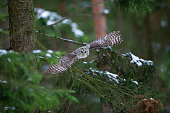 Tawny owl hunting and flying from coniferous tree