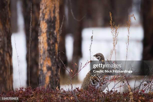 a ruffed grouse in the boreal forest, wood buffalo national park, northwest territories, canada - gamebird stock pictures, royalty-free photos & images
