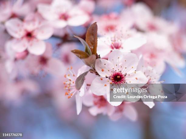 the almond tree flower - almond tree photos et images de collection