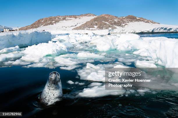 surfacing leopard seal - ヒョウアザラシ ストックフォトと画像
