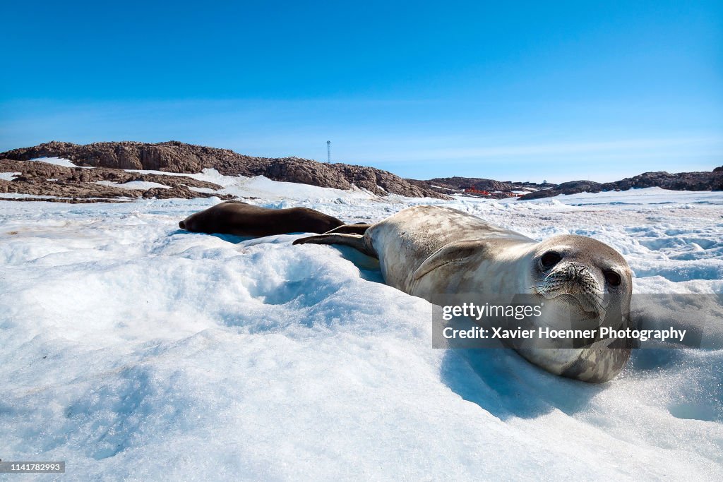 Cute Weddell Seals