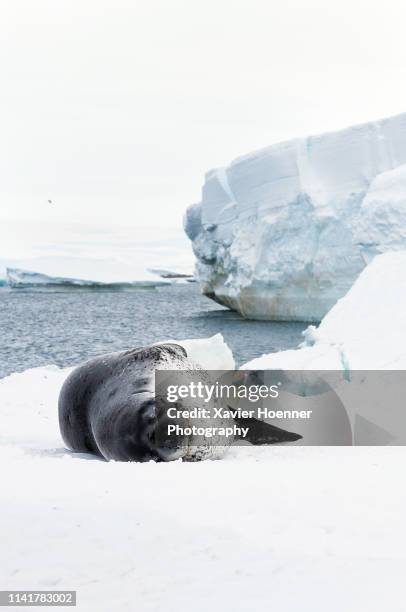 leopard seal and big berg - ヒョウアザラシ ストックフォトと画像