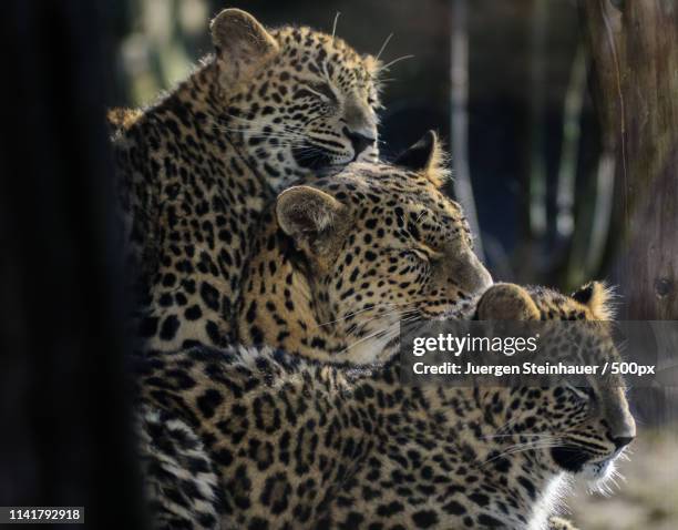 close up of three persian leopards (panthera pardus saxicolor) - persian leopard stock pictures, royalty-free photos & images