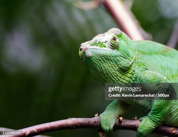 caméléon - caméléon bildbanksfoton och bilder