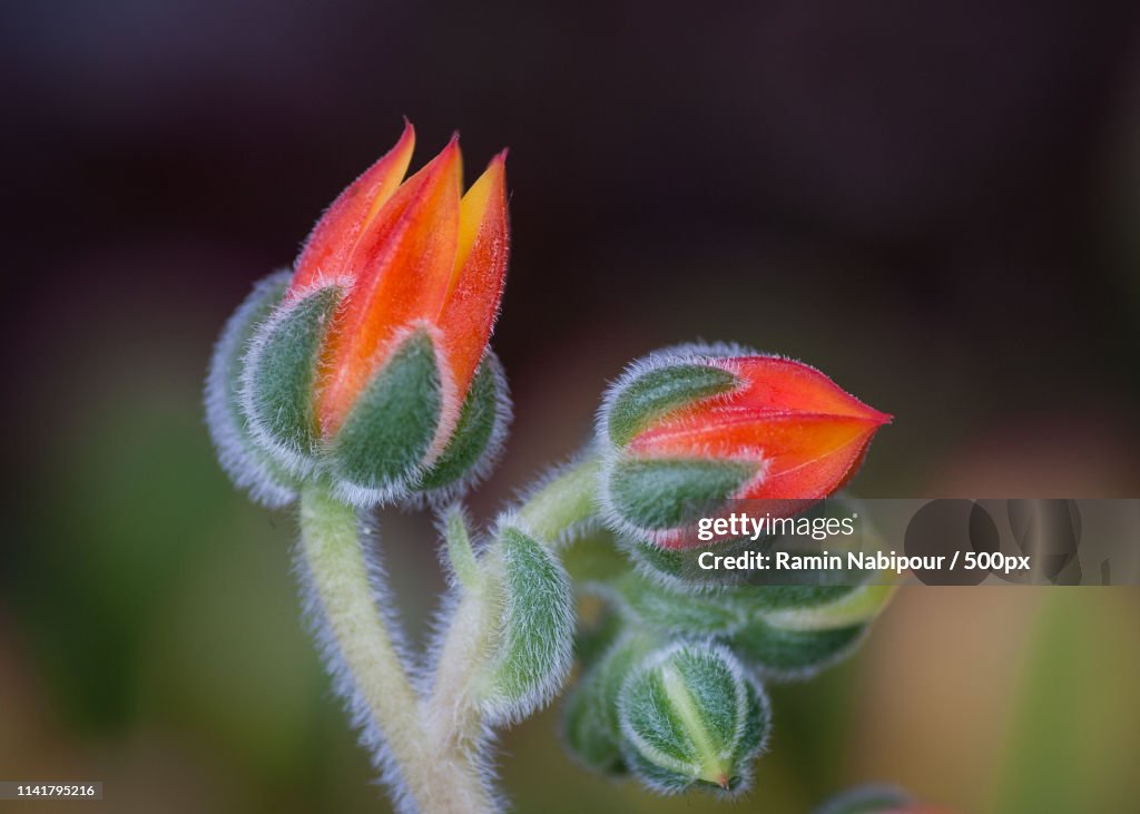 Mexican fire cracker (Echeveria setosa)