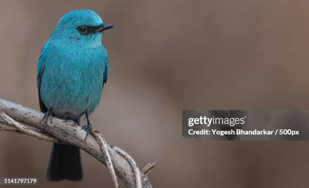 close up of mountain bluebird (sialia currucoides) standing on branch - berghüttensänger stock-fotos und bilder