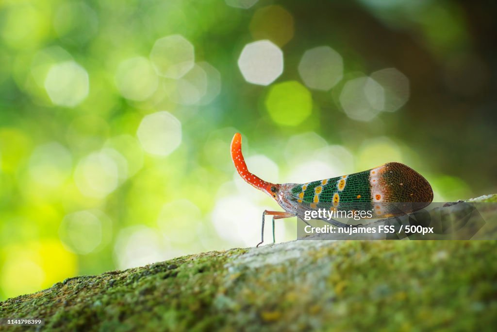 Lanternfly