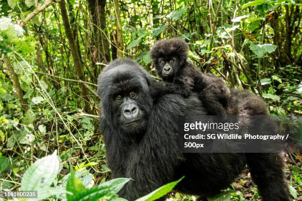 mother mountain gorilla with a baby gorilla in the virunga national park - virunga stock pictures, royalty-free photos & images