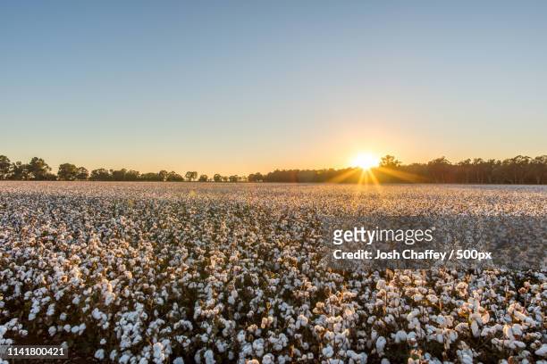 cottonfield dawn - cotton field stock pictures, royalty-free photos & images