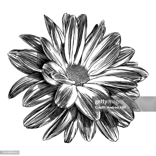 ilustrações de stock, clip art, desenhos animados e ícones de chrysanthemum flowers pen and ink vector illustration - crisântemo
