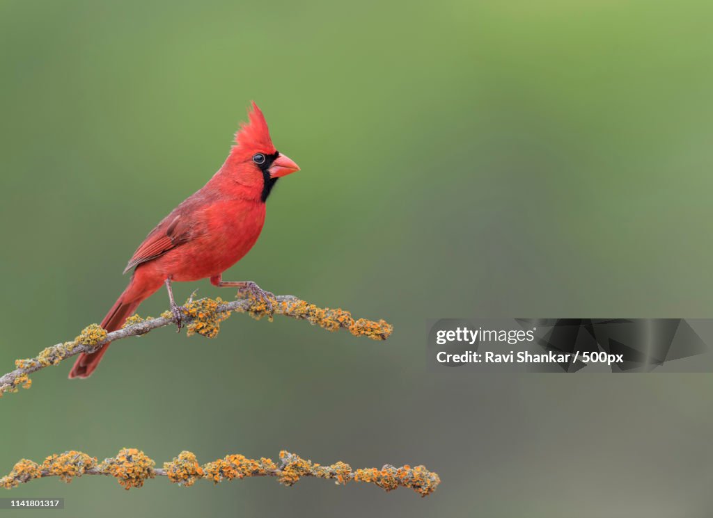 Northern Cardinal (Male) - Cardinalis Cardinalis