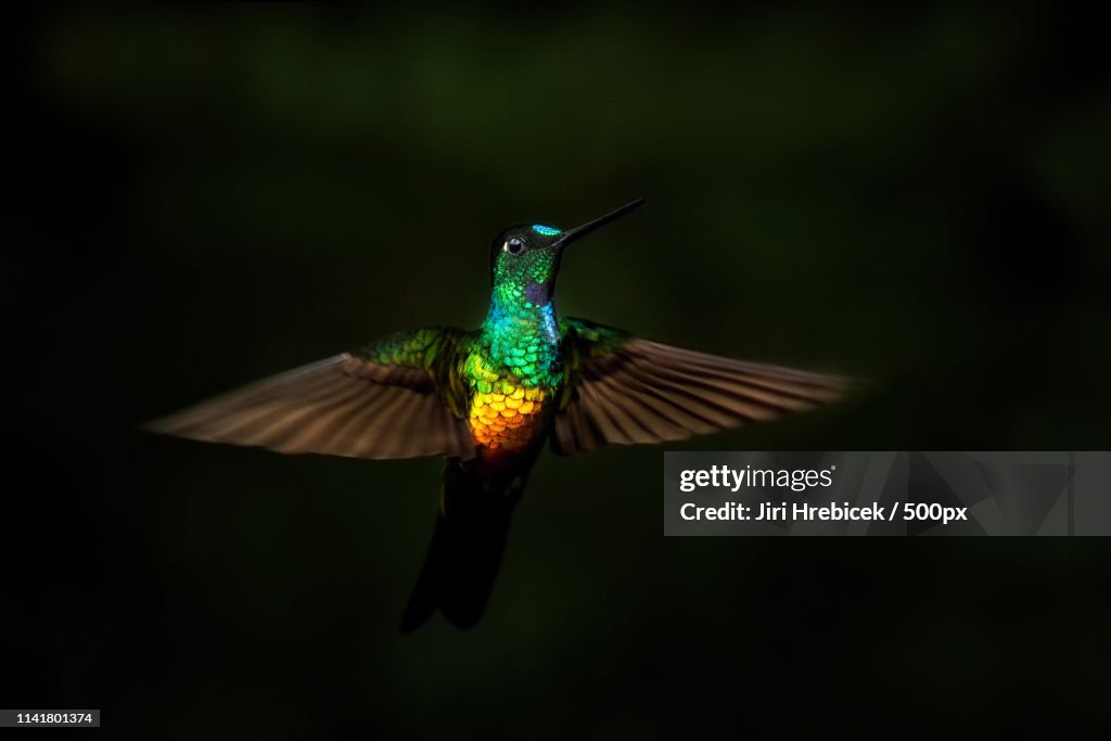 Golden-Bellied Starfrontlet