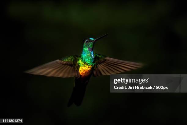 Goldenbellied Starfrontlet High-Res Stock Photo