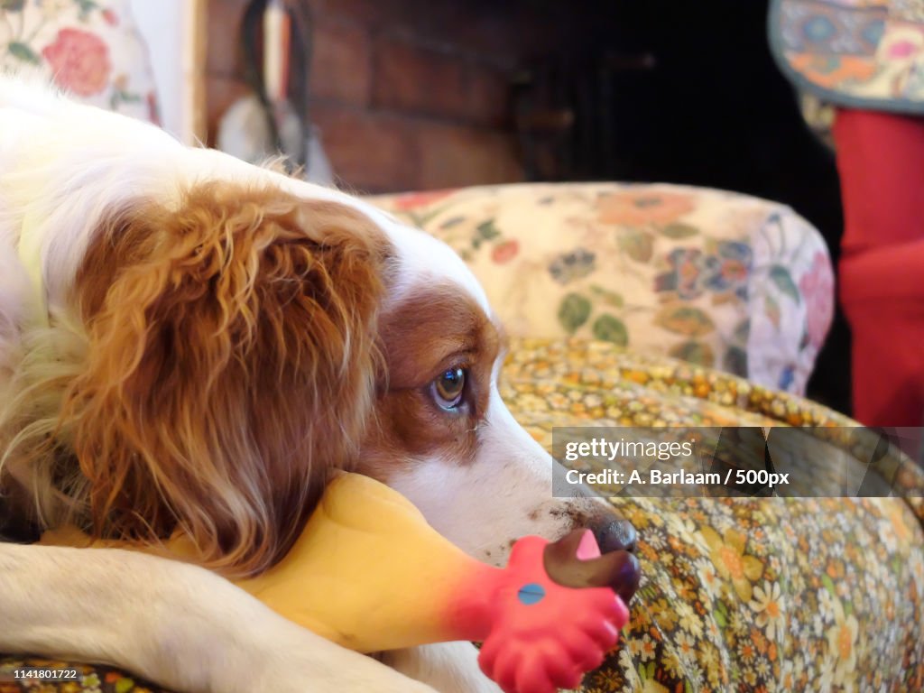 Pixie's Favorite Toy