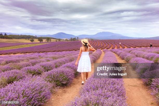 woman in a lavender field - lavender color fotografías e imágenes de stock