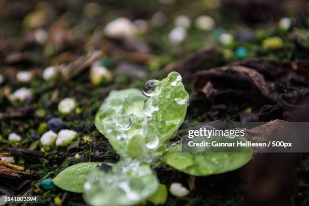 drops - gunnar helliesen fotografías e imágenes de stock