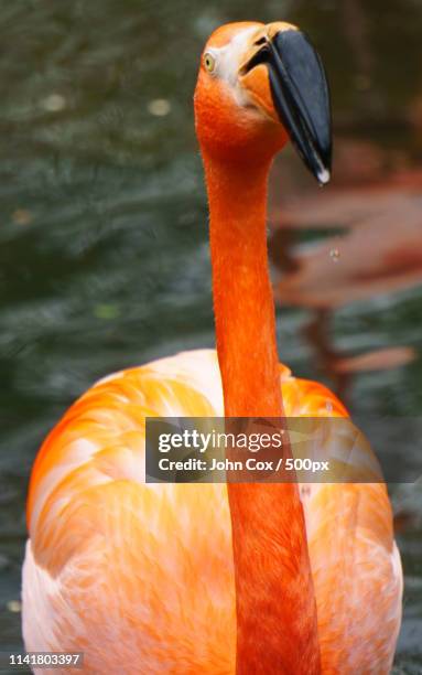 flamingo at the pittsburgh zoo - pittsburgh zoo stock pictures, royalty-free photos & images