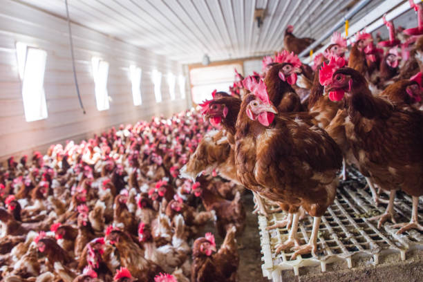 How to Start a Poultry Farming Business