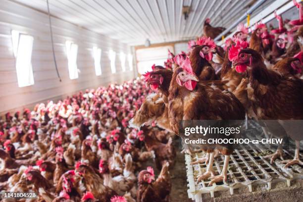 chicken farm - hens on poultry farm stock pictures, royalty-free photos & images