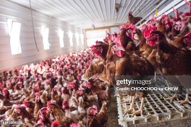 chicken farm - ave doméstica - fotografias e filmes do acervo
