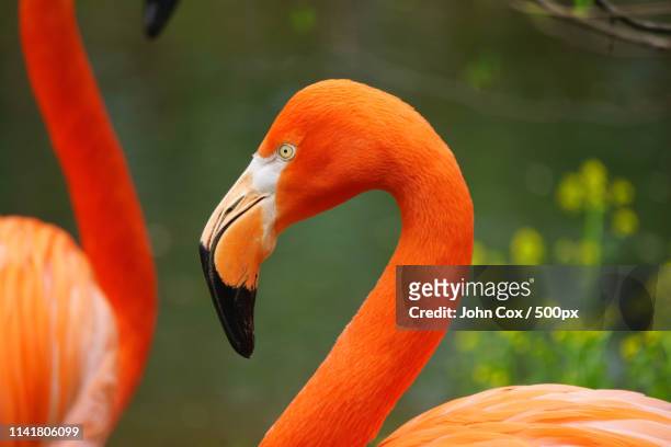 flamingo at the pittsburgh zoo - pittsburgh zoo stock pictures, royalty-free photos & images